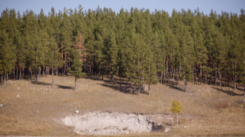 Фотография к новости: Қай облыста орман аз отырғызылғаны белгілі болды