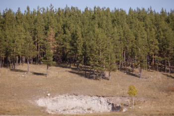 Қай облыста орман аз отырғызылғаны белгілі болды