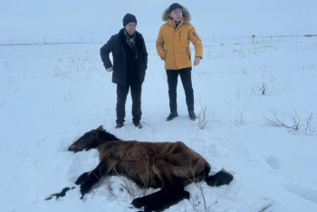 Ұлытауда жылқылардың неден қырылғаны белгілі болды