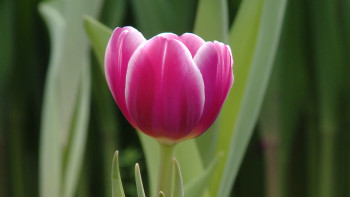 Фотография к новости: Made in Kazakhstan: Ауылдың қызғалдағы