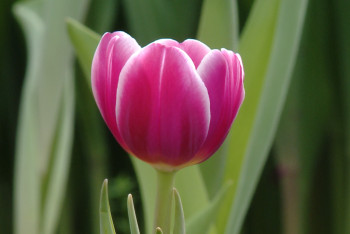 Фотография к новости: Made in Kazakhstan: Ауылдың қызғалдағы