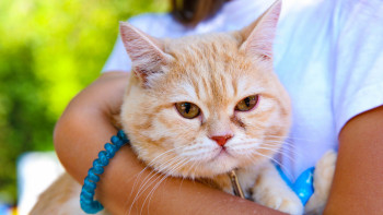 Фотография к новости: Павлодарда мысықтың үстіне сірке қышқылын шашқан әйел жазаланды