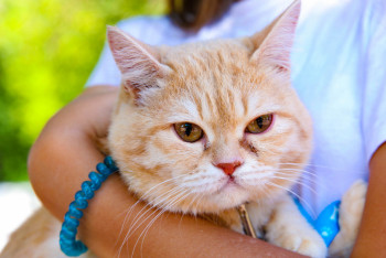 Павлодарда мысықтың үстіне сірке қышқылын шашқан әйел жазаланды