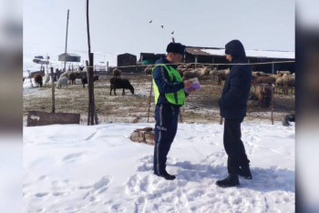 Фотография к новости: Алматы маңында жүк пойызы жылқыны қағып кетті