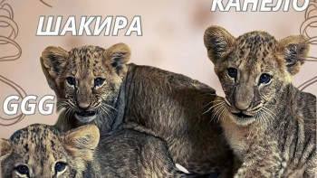 Фотография к новости: GGG, Канело, Шакира: Шымкенттегі үш абданға ерекше есім қойылды