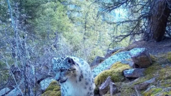 Фотография к новости: Алматы облысында қар барыстары фототұзаққа ілікті