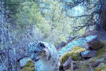 Алматы облысында қар барыстары фототұзаққа ілікті