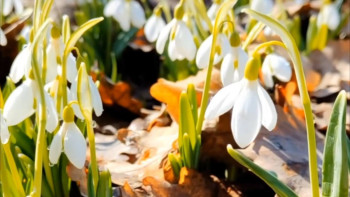 Фотография к новости: Алматының ботаникалық бағында бәйшешек гүлдеді