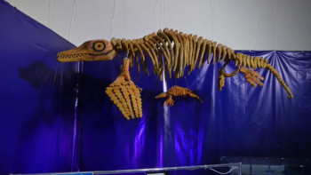 Фотография к новости: Ақтауда алғаш рет ихтиозавр қаңқасы музейге қойылды