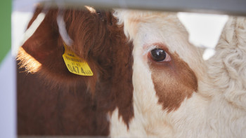 Фотография к новости: Елде мал экспорты қалай реттеліп жатыр?