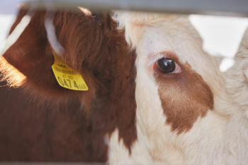 Елде мал экспорты қалай реттеліп жатыр?