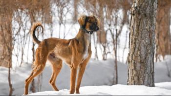 Фотография к новости: Тоқаевтың Наурыз атты тазысы көрсетілді