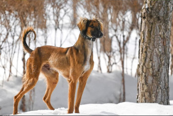 Фотография к новости: Тоқаевтың Наурыз атты тазысы көрсетілді