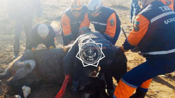 Фотография к новости: Құтқарушылар арыққа құлаған жылқыны шығарып алды