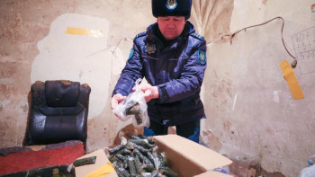 Фотография к новости: Астанада насыбай өндіретін жерасты цехы жойылды