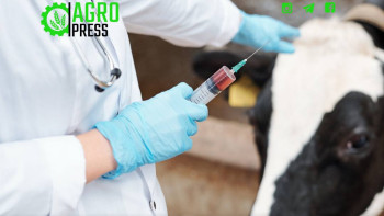 Фотография к новости: Елімізде кең ауқымды ветеринарлық іс-шаралар жүргізіледі