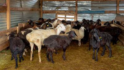 Атырауда белгісіз жыртқыш малды қырып кетіп жатыр