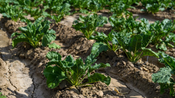 Фотография к новости: Жетісуда 1140 гектар күздік дақылдың жағдайы нашар