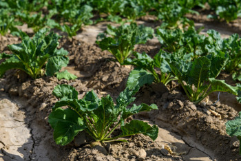 Фотография к новости: Жетісуда 1140 гектар күздік дақылдың жағдайы нашар