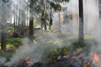 Орман өрті: Күресу жолдары қандай