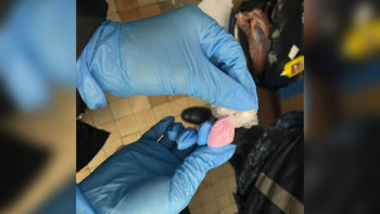 Фотография к новости: Полиция Петропавл тұрғынынан "синтетиканың" ірі партиясын тәркіледі