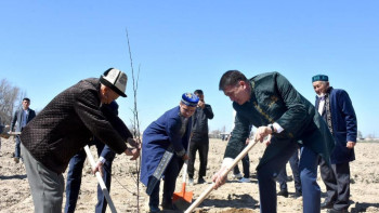 Фотография к новости: Сауранда 1000 түп жеміс ағашы отырғызылды