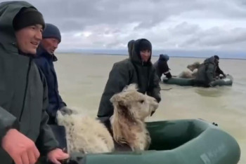 Фотография к новости: Ақтөбелік құтқарушылар түйені қауіпсіз аймаққа шығарды