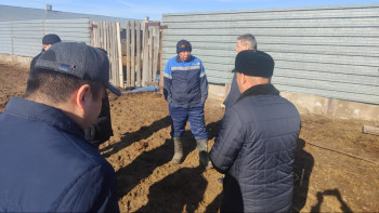 Фотография к новости: Ұлытау облысында қанша бас жылқы қырылып қалды