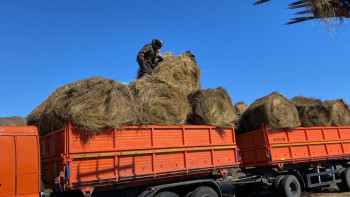 Фотография к новости: Су тасқыны. Қостанай облысында малға шөп тасымалдау жұмыстары басталды
