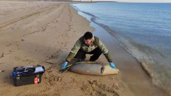 Фотография к новости: Комитет Каспийде итбалықтардың не себепті қырылғанын айтты