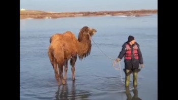 Фотография к новости: Ақмолада су құрсауында қалған түйелер құтқарылды