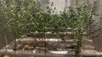 Фотография к новости: Жалдамалы пәтерде есірткі өсірген: Шымкентте екі фитозертхана жойылды