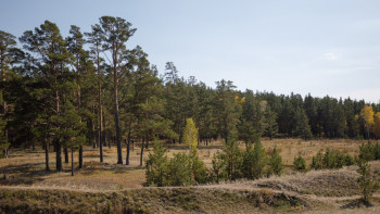 Фотография к новости: ШҚО-да мемлекетке орман қорының 169,7 гектар жері қайтарылды
