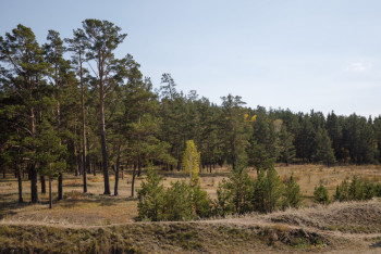 Фотография к новости: ШҚО-да мемлекетке орман қорының 169,7 гектар жері қайтарылды