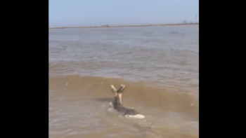 Фотография к новости: Су тасқыны. Құтқарушылар елікті қауіпсіз аймаққа шығарды