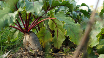 Фотография к новости: Жетісу қант қызылшасын қайтсе көбейтеді?