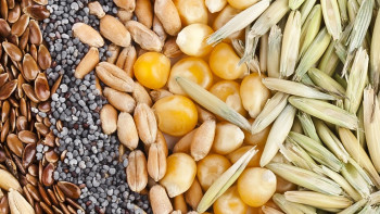 Фотография к новости: Жетісуда биыл 2,5 мың тонна көлемінде элиталық тұқым себіледі