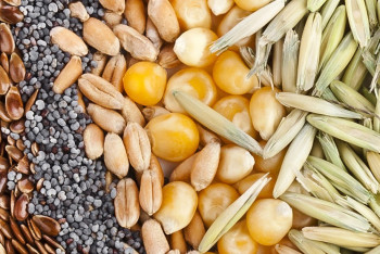 Фотография к новости: Жетісуда биыл 2,5 мың тонна көлемінде элиталық тұқым себіледі