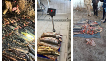 Фотография к новости: Жайық-Каспий бассейні аумағында "Бекіре" акциясы өткізіліп жатыр