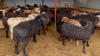 Фотография к новости: Су тасқыны. Мал шығынына қатысты өтемақы қалай төленеді