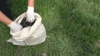 Фотография к новости: Шу тұрғынынан құны 5 млн теңге болатын гашиш тәркіленді