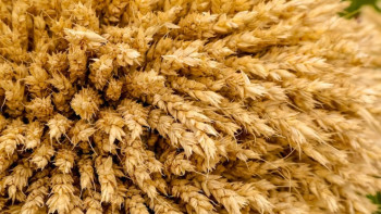 Фотография к новости: Қазақстанға бидай әкелуге тыйым салу ұзартылды