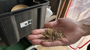 Фотография к новости: Қара шыбыннан тыңайтқыш ойлап тапқан