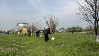 Фотография к новости: Шымкентте жалпы қалалық тазалық шарасына 500-ден астам адам қатысты