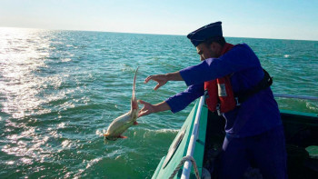 Фотография к новости: Шекарашылар заңсыз ауланған 39 итбалықты Каспийге қайта жіберді