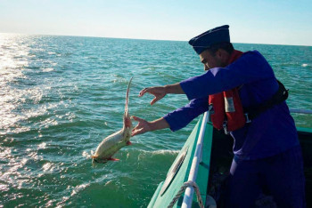 Фотография к новости: Шекарашылар заңсыз ауланған 39 итбалықты Каспийге қайта жіберді