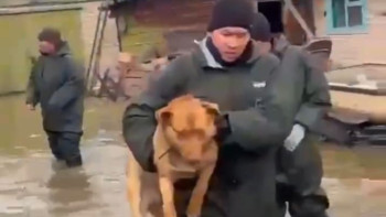 Фотография к новости: СҚО-да алматылық құтқарушылар жануарларды құтқарып жатыр