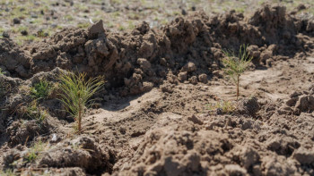 Фотография к новости: "Таза Қазақстан": Семей орманының аумағына 28 560 көшет отырғызылды