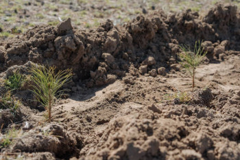 Фотография к новости: "Таза Қазақстан": Семей орманының аумағына 28 560 көшет отырғызылды