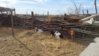 Фотография к новости: Жетісуда соңғы үш айда 400-ге жуық мал ұрлығы тіркелген